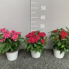 Tre vasi con piante di pentas, una rosa, una rossa e una più scura, su sfondo grigio con scala graduata.