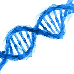 Niebieska, spiralna struktura DNA, symbolizująca kod genetyczny, który może wpływać na cechy takie jak brachydaktylia.