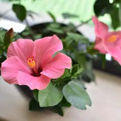 Jak przycinać hibiskusa ogrodowego, aby uniknąć błędów i cieszyć się kwitnieniem