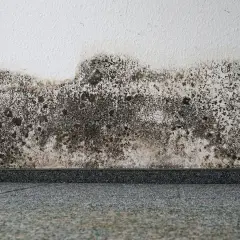 Muffa nera sui muri, un problema comune. Scopri come togliere la muffa dai muri e ripristinare la tua casa.