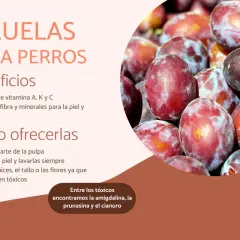 Ciruelas para perros: beneficios y cómo ofrecerlas. Los perros pueden comer ciruelas, pero solo la pulpa, sin piel ni huesos.
