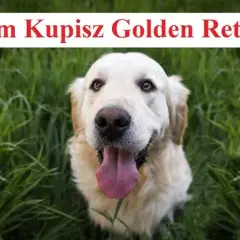 Golden retriever: czy to pies dla Ciebie? Sprawdź zanim kupisz!