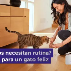 Una mujer sonríe mientras le da algo a un gato atigrado. Los gatos necesitan rutinas para ser felices.