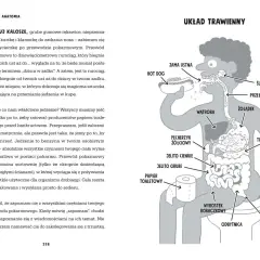 Ilustracja z książki Adama Kaya przedstawia układ trawienny człowieka, od jamy ustnej po odbyt, z zabawnymi opisami.