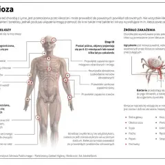 Ile kleszczy ma boreliozę? Fakty, ryzyko i jak się chronić