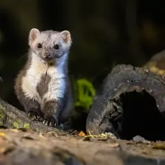 Ein Marder sitzt auf einem Baumstamm, bereit für seinen Winterschlaf.