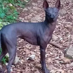 Un perro calvo de piel oscura, con orejas grandes y puntiagudas, posa en un sendero cubierto de hojas secas y rocas.