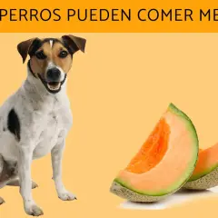 Un perro mira dos trozos de melón. ¿Los perros pueden comer melón?