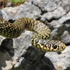 Una culebra verde de España, con escamas amarillas y marrones, se desliza sobre rocas grises.