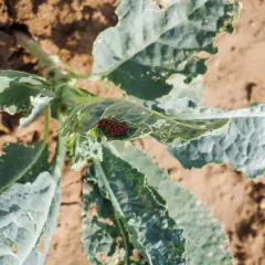 Insetti rossi e neri, noti parassiti dei cavoli, si posano su una foglia verde danneggiata in un orto.