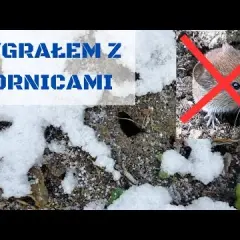 Jak pozbyć się nornic z ogrodu: 5 skutecznych i bezpiecznych metod
