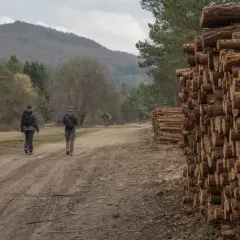 Dwóch turystów idzie leśną drogą, mijając stosy drewna. To piękny **lackowa szlak**.