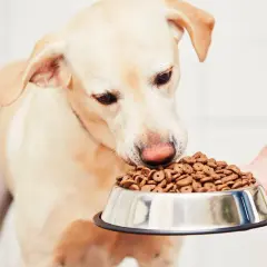 Labrador wącha miskę pełną karmy. Zastanawia się, ile pies trawi jedzenie, zanim dostanie kolejną porcję.
