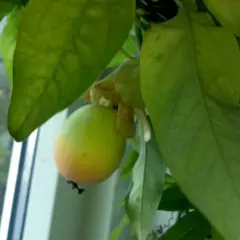 En grön passionsfrukt hänger bland stora blad. En passionsfrukt blomma syns svagt bakom frukten.
