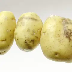 Trois pommes de terre à la peau jaune et tachetée, prêtes à être cuisinées.