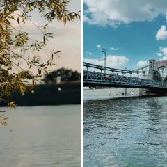 Gałęzie drzew nad spokojną wodą i most Grunwaldzki nad Odrą, rzeką płynącą przez Wrocław.