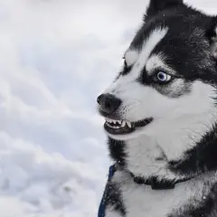 Czy husky jest agresywny? Prawda o zachowaniu i temperamentie tej rasy