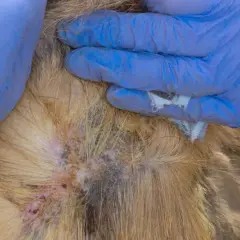 Weterynarz w niebieskich rękawiczkach bada podrażnioną skórę psa, która może wymagać ludzkich leków na alergię.