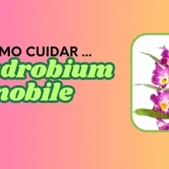 Guía de cuidados para el Dendrobium nobile. Hermosas orquídeas púrpuras y amarillas.