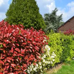 Ejemplos de arbustos que transformarán tu jardín en un paraíso