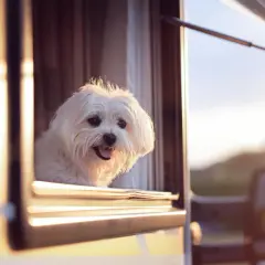 Un petit chien blanc regarde par la fenêtre d'un camping-car, profitant de l'air frais. Un aménagement camping-car pour chien idéal pour les voyages.