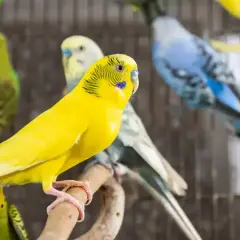 Żółta papużka falista na gałęzi, obok innych w różnych kolorach. Zastanawiasz się, ile żyją papugi?