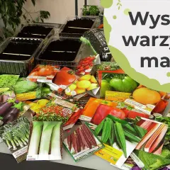 Jakie warzywa sadzimy w marcu? Oto najlepsze wybory na wiosnę