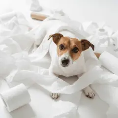 Perro Jack Russell rodeado de papel higiénico. ¿Buscas remedios caseros para un perro estreñido?