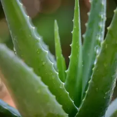 Foglie di aloe succulente, ideali per alleviare l'infiammazione della bocca.