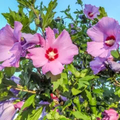 Hibiskus ogrodowy: Jak nawozić, by obsypał się kwiatami?