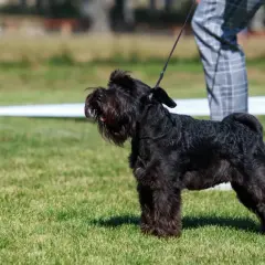 Un schnauzer nain taille parfaite, noir et fier, se tient sur l'herbe verte, prêt pour la présentation.