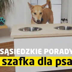 Jak zrobić stojak na miski dla psa - proste pomysły, które zaoszczędzą czas