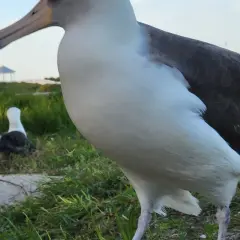 Wielki albatros, najcięższy ptak latający, stoi na trawie. W tle inne ptaki i altana.