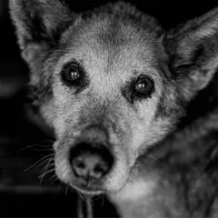 Primer plano de un perro anciano con ojos tristes. La imagen evoca la pregunta: cuanto dura un perro agonizando.