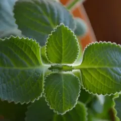 Liście oregano kubańskiego, ząbkowane na brzegach, idealne do naparów i potraw.