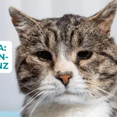 Nahaufnahme einer Katze mit dem Thema "Katzen-Demenz" im Bild.