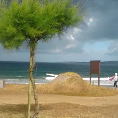 Árbol verde en la playa a lanzada, con el mar y dos personas caminando.