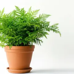 Zielony, puszysty asparagus w terakotowej doniczce. Pielęgnacja tej rośliny jest prosta, a efekt zachwyca.