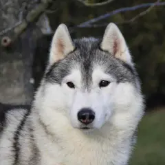 Ile naprawdę kosztuje husky z rodowodem? Sprawdź, jak uniknąć przepłacania!