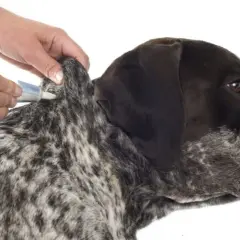 Cómo matar las garrapatas de mi perro y proteger su salud eficazmente
