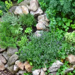 Ein liebevoll angelegter heilpflanzen garten mit Lavendel, Thymian, Rosmarin und vielen weiteren Kräutern zwischen Steinen.