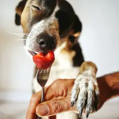 Ein süßer Hund genießt eine Erdbeere, die ihm auf einer Gabel angeboten wird.