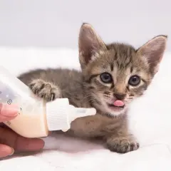 Un tierno gato bebé, con su patita apoyada en un biberón, saca la lengua con ansias de leche.