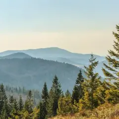 Widok na zalesione góry w oddali, z dominującymi świerkami na pierwszym planie. Idealne miejsce na żywiec szlaki górskie.