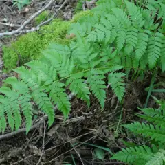 Feuilles vertes et découpées de fougère Thelypteris palustris, poussant dans un sol forestier humide avec de la mousse.