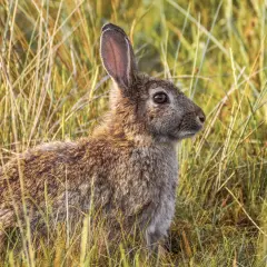 Conejo en la hierba. ¿Es un conejo carnívoro, herbívoro u omnívoro?