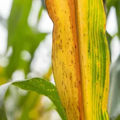 Foglia di mais ingiallita, con macchie marroni, un segno che le piante che indicano presenza di acqua sono in difficoltà.