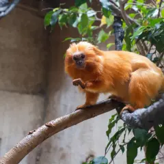 Un titi león dorado, con su pelaje brillante, se posa en una rama.