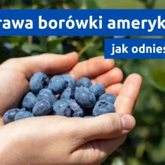 Dłonie pełne borówek amerykańskich. Dowiedz się, jak osiągnąć sukces w uprawie borówki amerykańskiej.