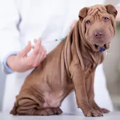 Szczeniak rasy Shar Pei otrzymuje szczepienie od weterynarza. To ważne, by wiedzieć, ile szczepień ma szczeniak dla jego zdrowia.
